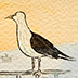 Boy and the Seagull
